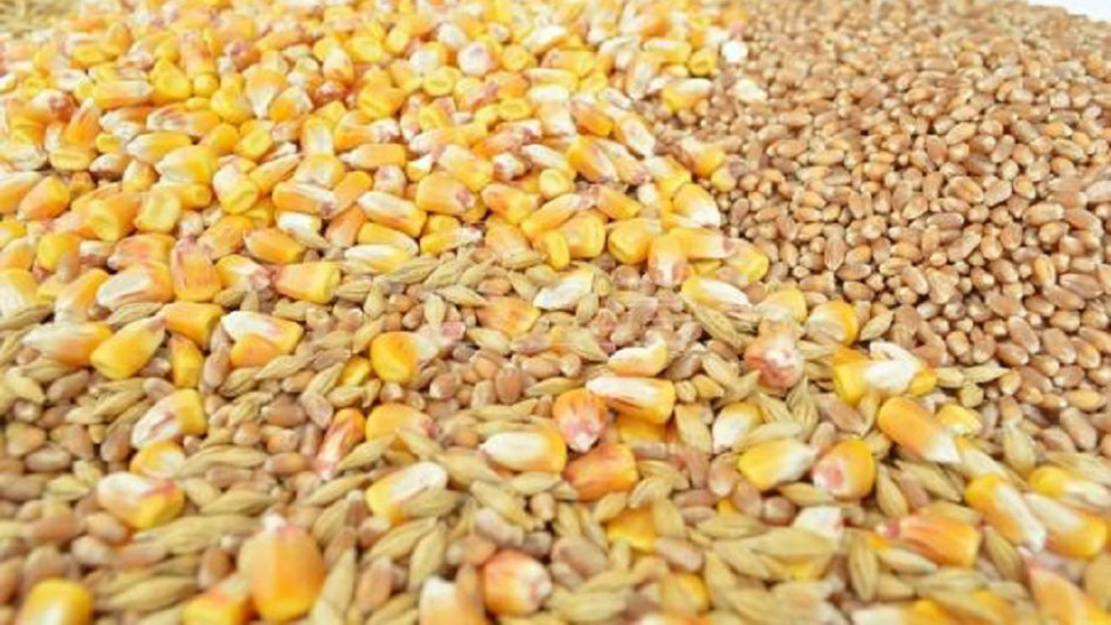 Pad cena kukuruza i soje, rast cene pšenice