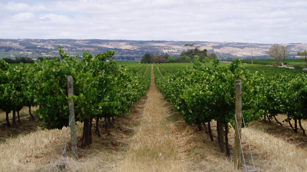 Srbija vinogradarska zemlja u usponu