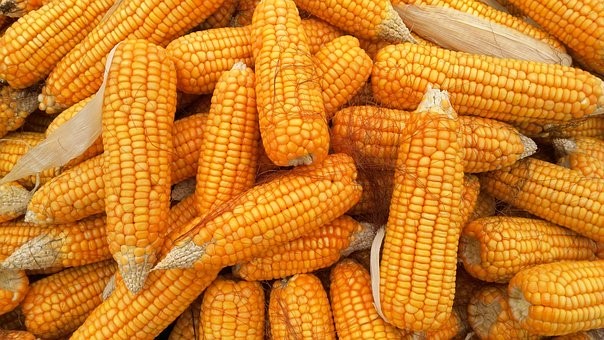Cene pšenice rasle, kukuruza i soje pale