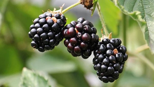 Kupina dobro rodila - otkupna cena niska