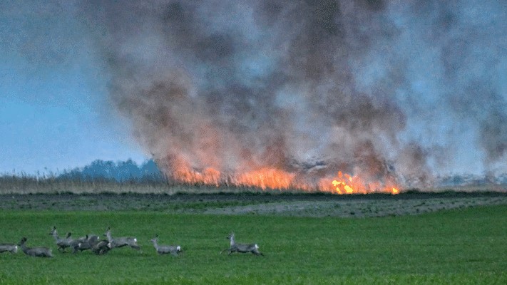Pogubne posledice paljenja strnjike