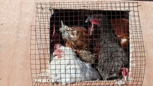 Produžen rok za zamenu kaveza za koke nosilje