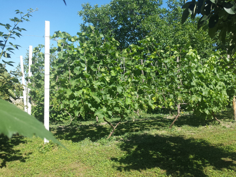 Beograd u septembru evropska prestonica vina!