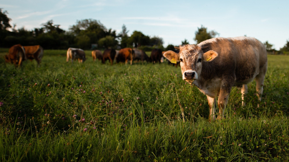 Antialergijski efekat proteina iz kravljeg mleka