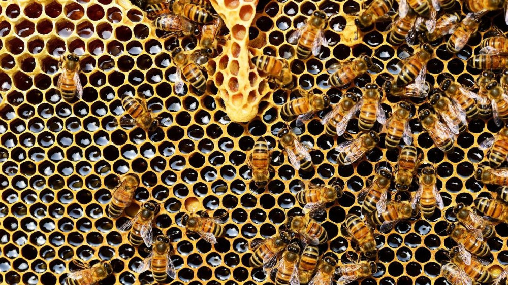 Medonosne pčele otkrivaju zagađivače okoline