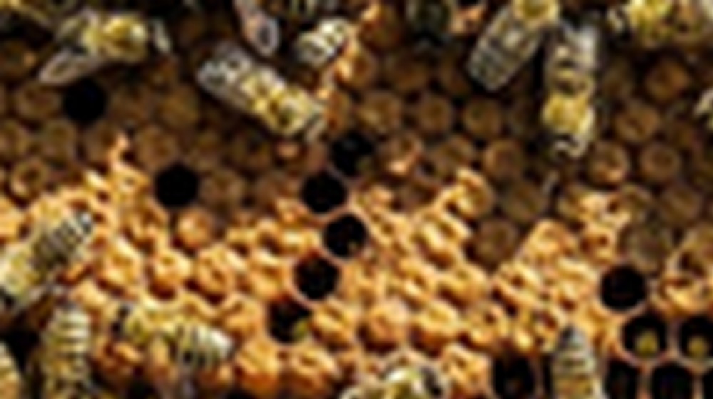Berza za selidbu pčela od sada i u Beču