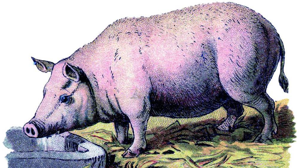 Uzgoj svinja – temelj naše državnosti