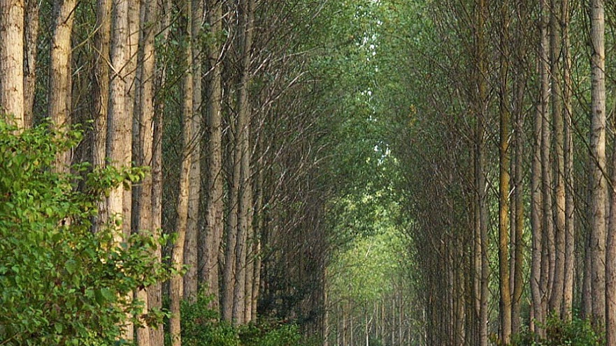 Obeležava se Svetski dan šuma