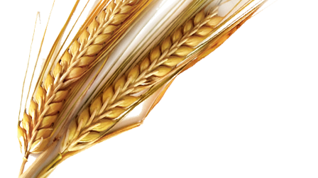 Žita Srbije i FAO potpisali sporazum o izvozu žitarica