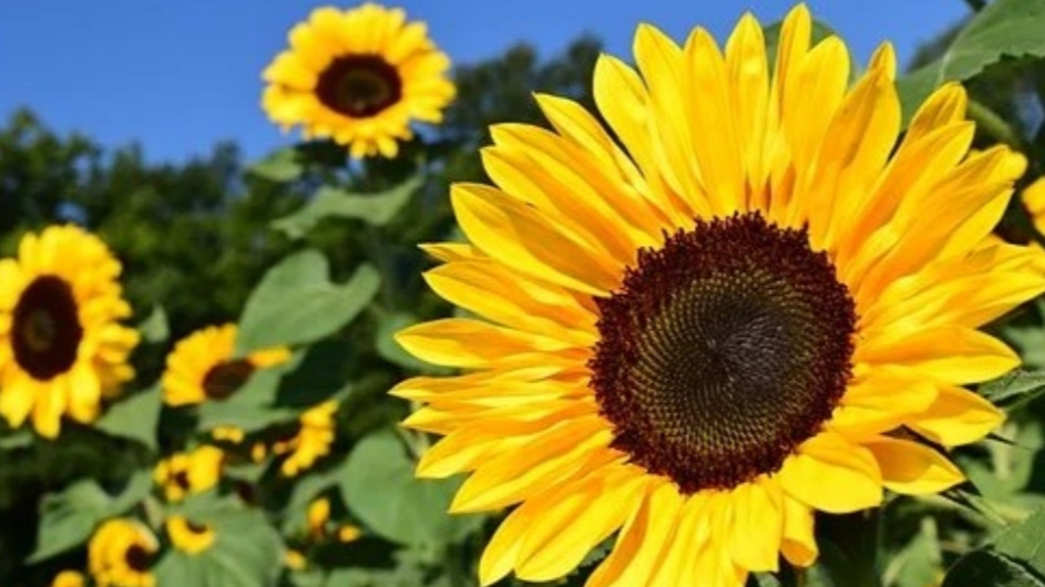 Tržište suncokretovog ulja se stabilizovalo
