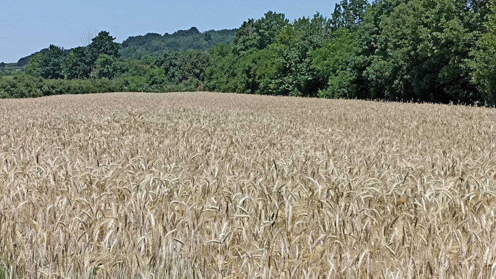 U Srbiji se očekuje žetva od 3,5 miliona tona pšenice i sedam miliona tona kukuruza