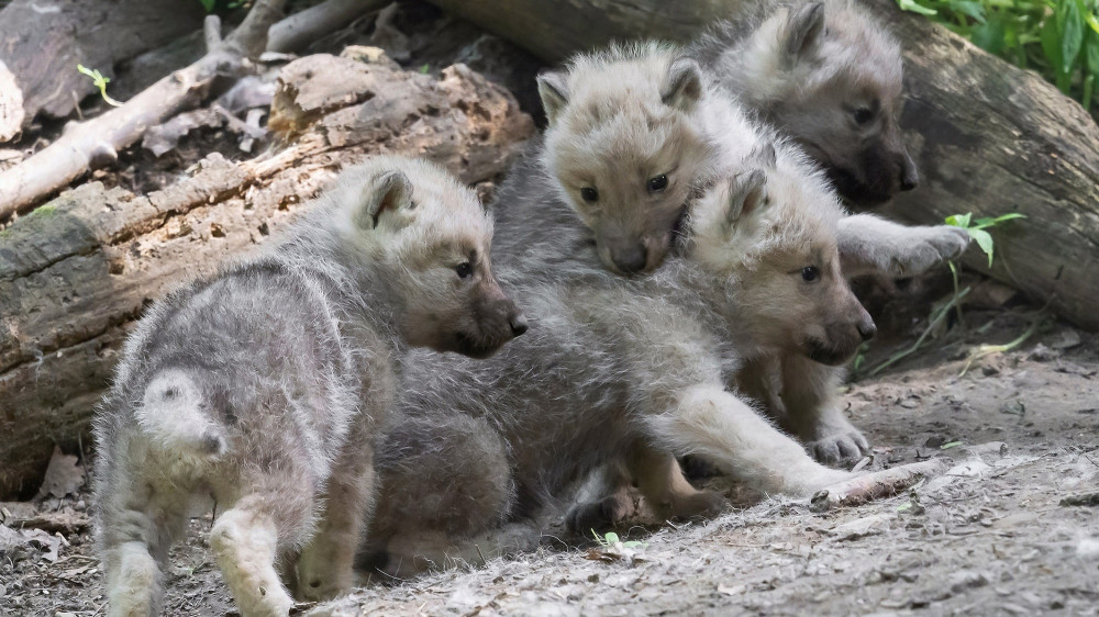 Potomstvo arktičkih vukova u zoo vrtu u Beču