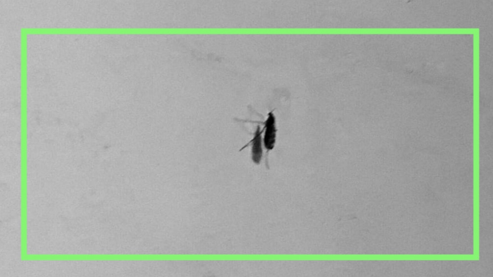 Svakodnevno suzbijanje odraslih jedinki i larvi komaraca