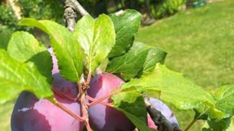 U prokupačkom kraju u toku berba ranih sorti šljiva