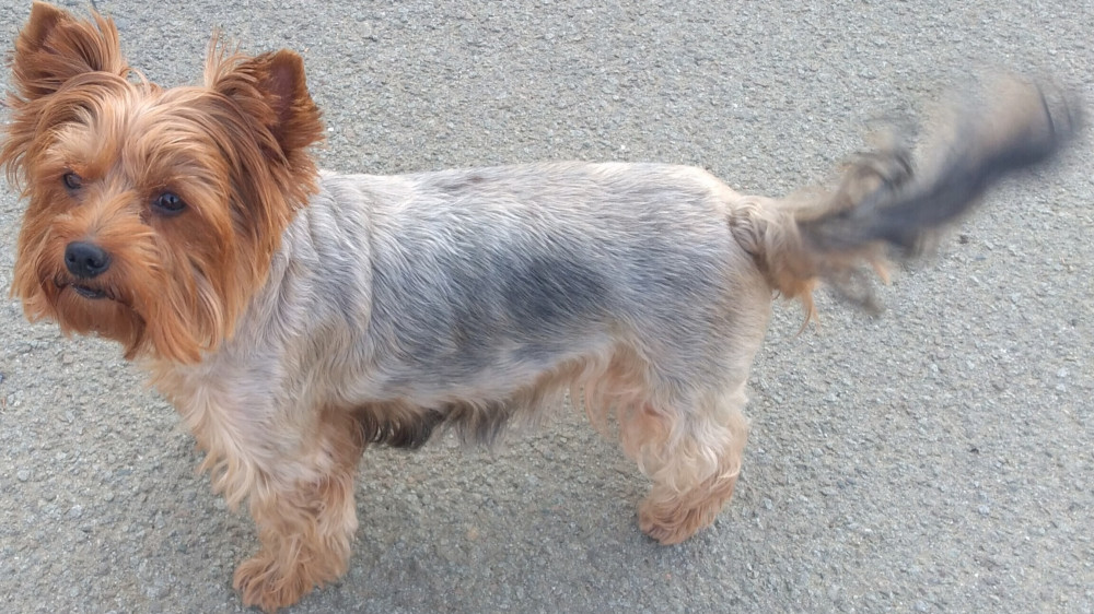 Putovanje sa kućnim  ljubimcima