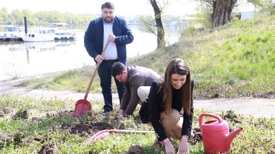 Na desnoj obali Dunava zasađeno sto sadnica vrbe