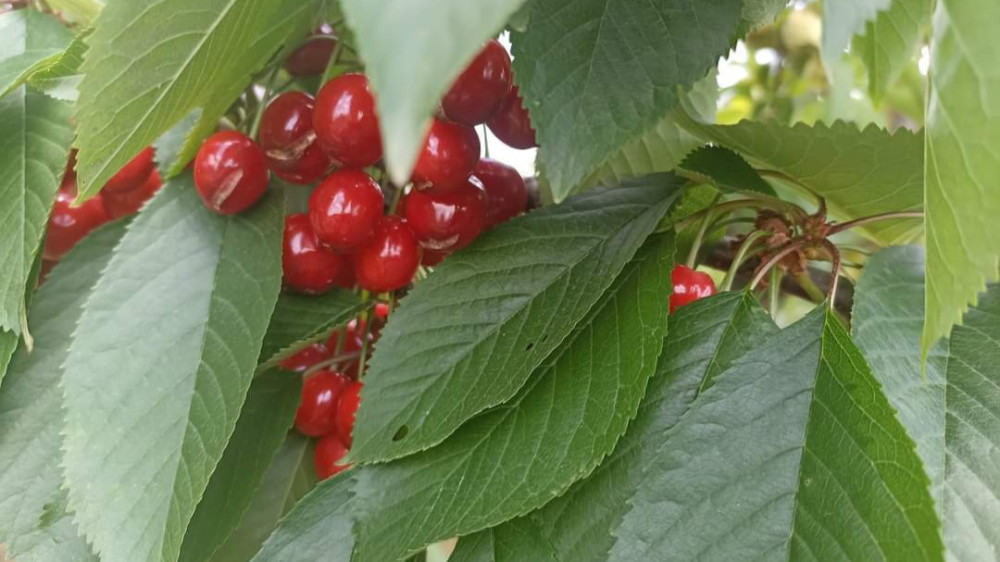 Raspisan javni poziv za voćarstvo, produženi rokovi za podsticaje za genetičke resurse i vinovu lozu