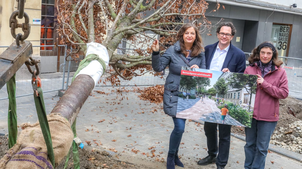 Izmena Zakona o zaštiti drveća u Beču stupila na snagu