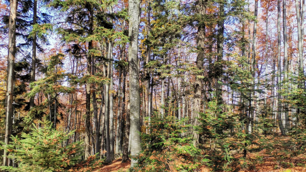 Proglašen Park prirode Veliki Jastrebac