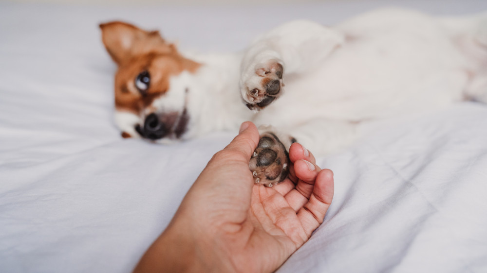 Ljubimci mogu imati ključnu ulogu u očuvanju mentalnog zdravlja!